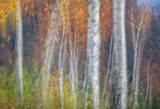 Autumn leaves fototapet