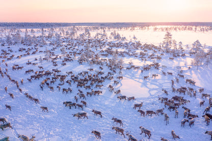 North of Russia - Wilde Reindeers fototapet