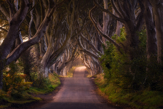 The Glowing Hedges fototapet