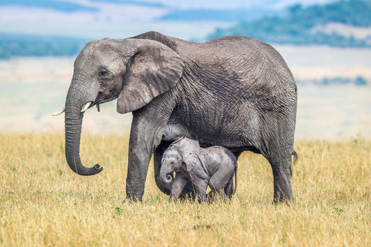 A wee one. fototapet