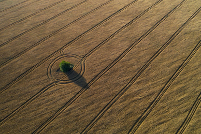 Around the tree fototapet