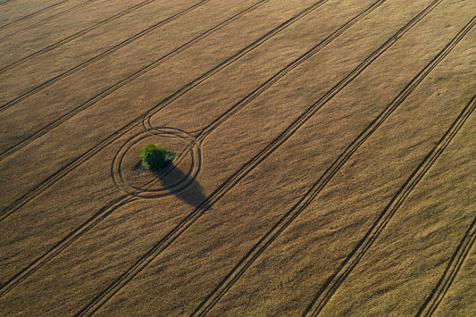 Around the tree fototapet