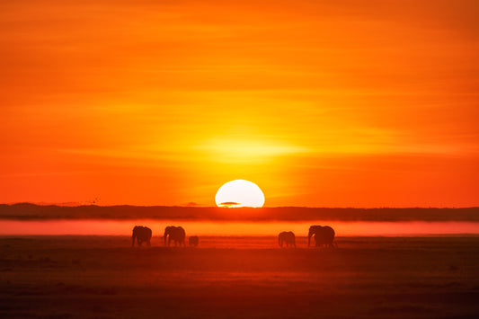 Africa Impression fototapet