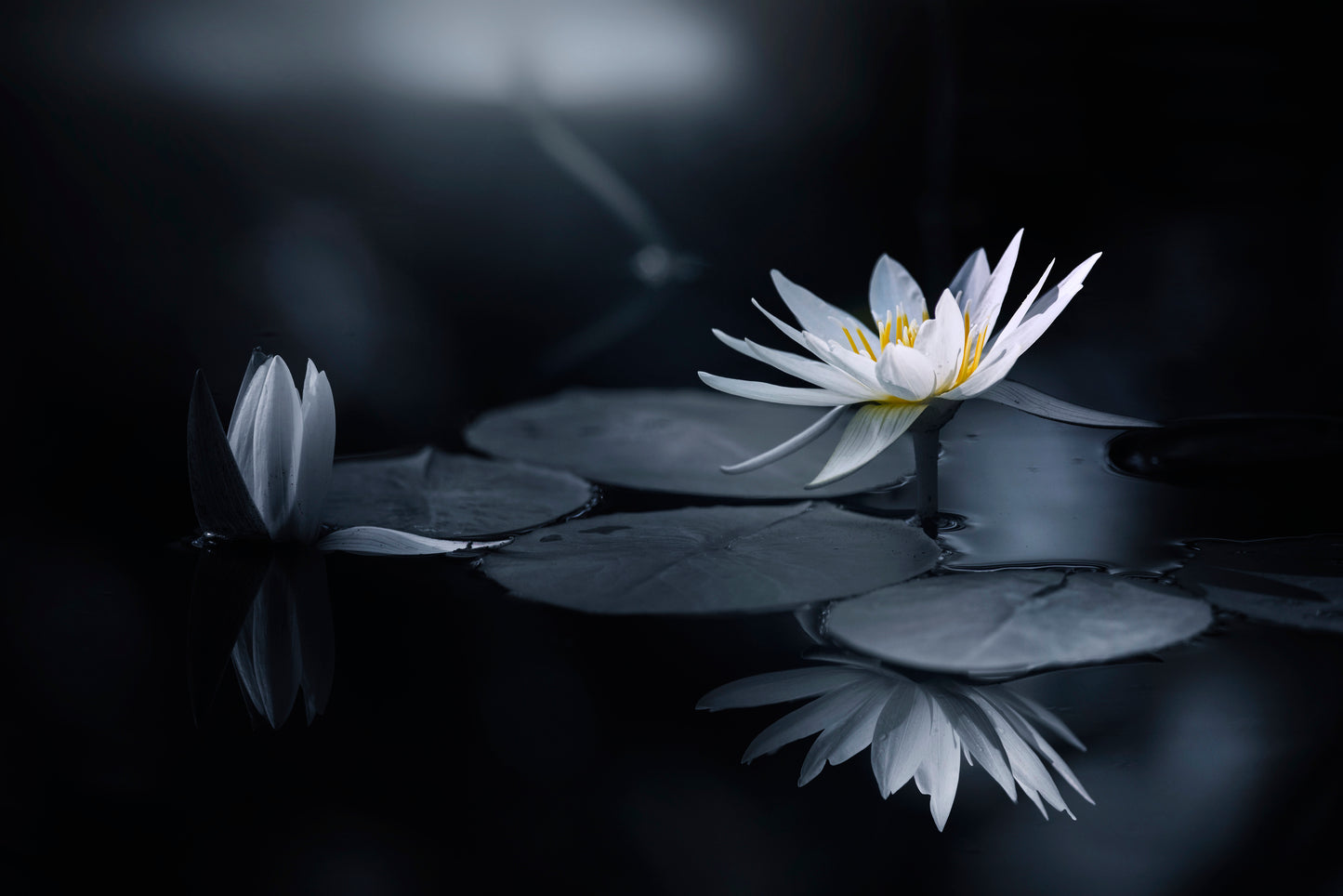 Reflection fototapet