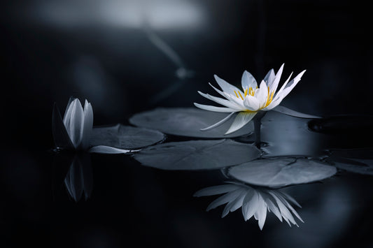 Reflection fototapet