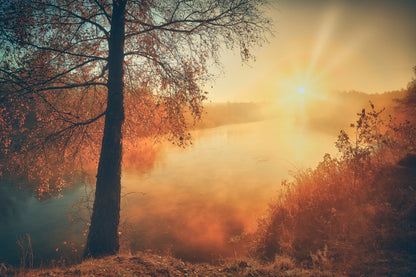 Gold of the fall fototapet