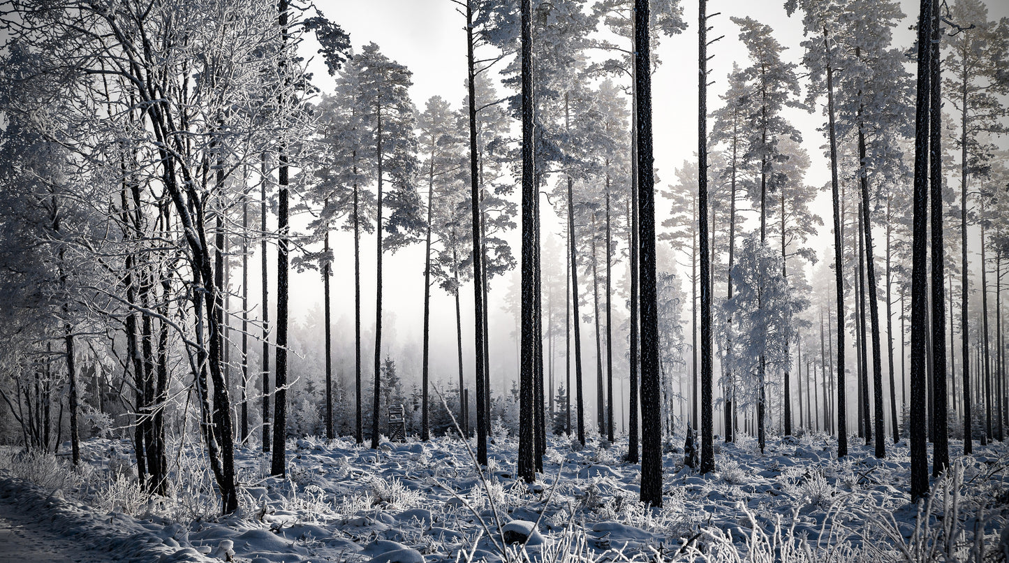 Winter Pine Trees II fototapet