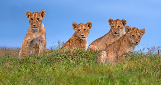 A New Generation fototapet