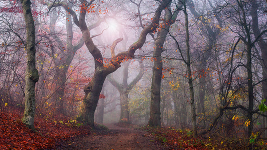 Walking the old path. fototapet