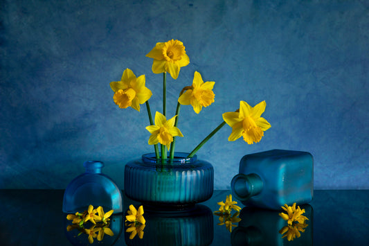 Yellow Daffodil fototapet