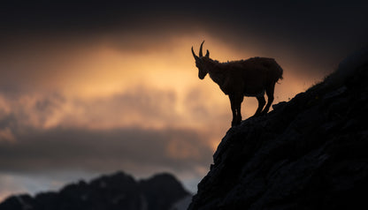 Alpine ibex fototapet