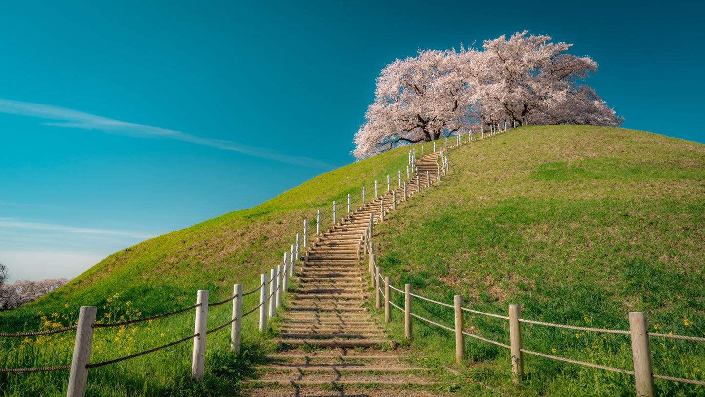 cherry blossoms on the hill fototapet