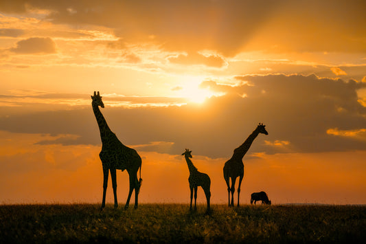 Golden Africa fototapet