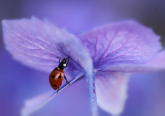 Ladybird on purple hydrangea fototapet