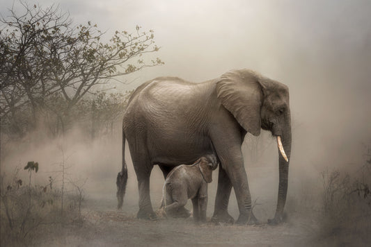 ...you showed me when I was young just how to grow....' fototapet