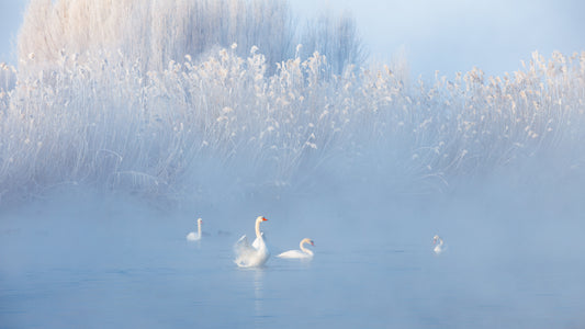 白鸟今飞仙,此意在人间 fototapet