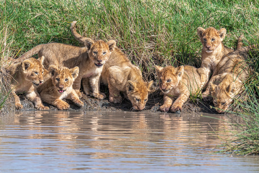 Putting the band back together.... fototapet