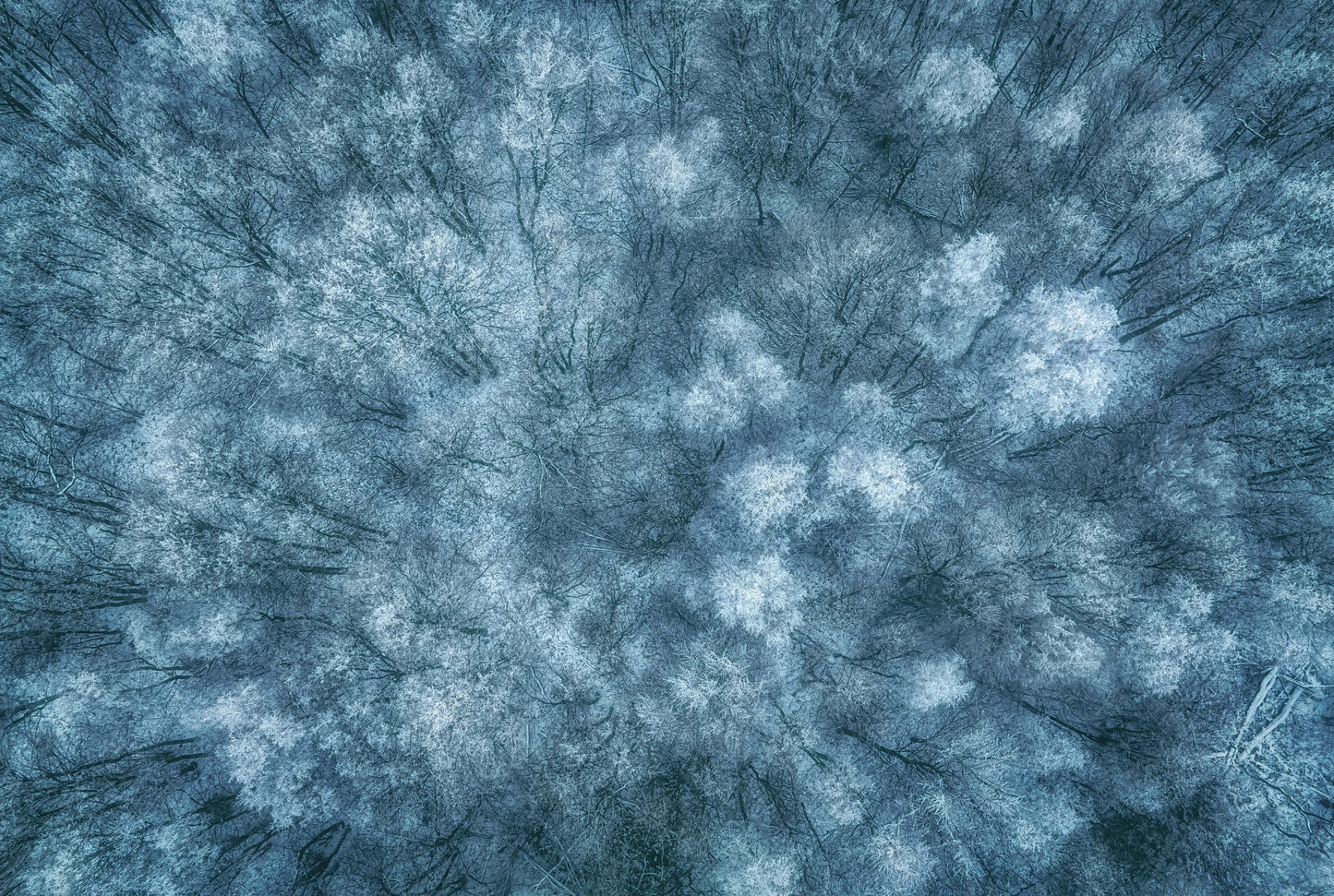 Winter Forest fototapet