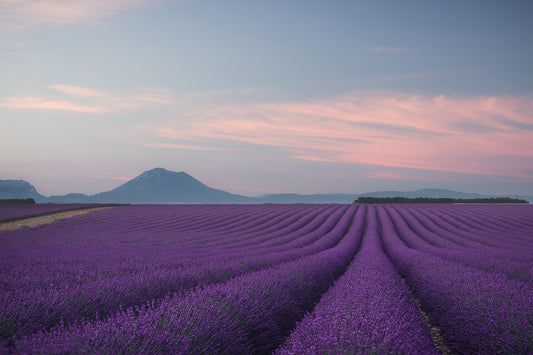 Lavender field fototapet