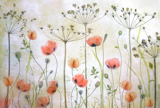 Poppy Meadow fototapet