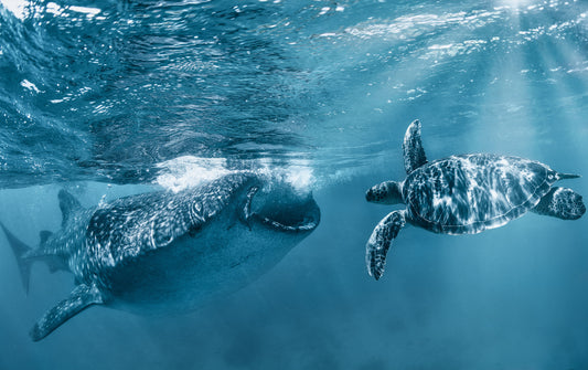 Once at the ocean fototapet