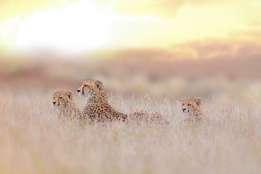 Cheetah Family fototapet