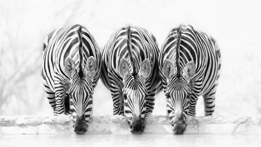 Zebras fototapet