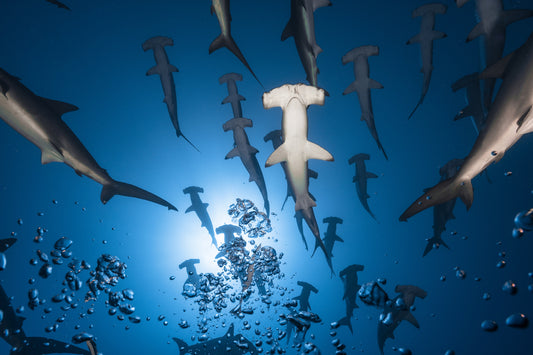 Hammerhead Shark fototapet