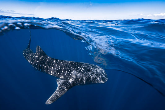 Whale Shark on split level fototapet