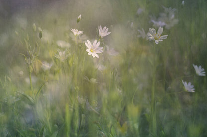 A glade in the woods fototapet