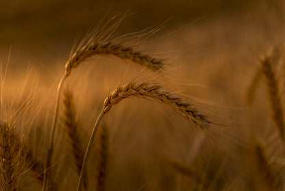 Wheats fototapet