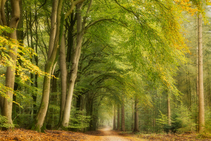 Tunnel Vision fototapet