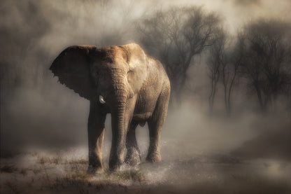 “....elephant drinking water...’ fototapet