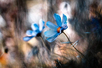 The two of us fototapet