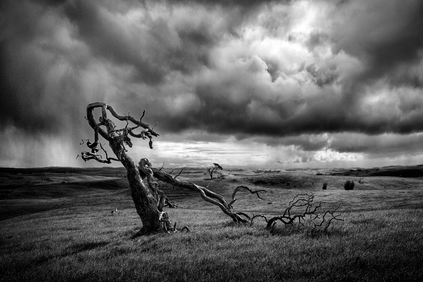 The Moonah Tree fototapet