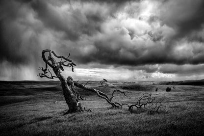 The Moonah Tree fototapet