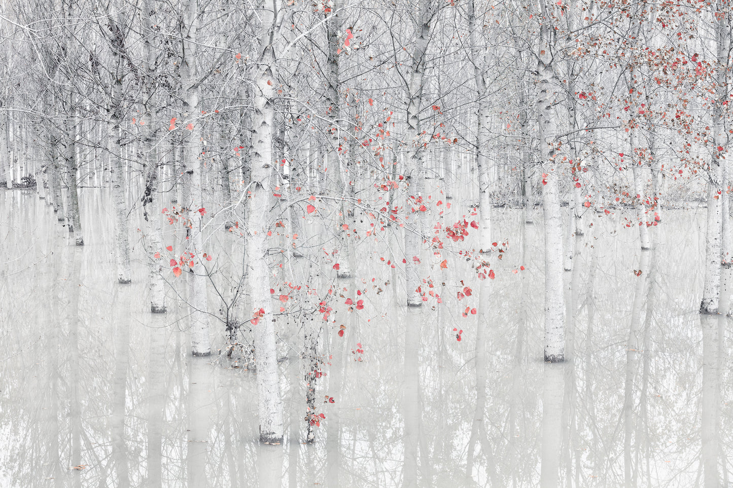 Red & white fototapet