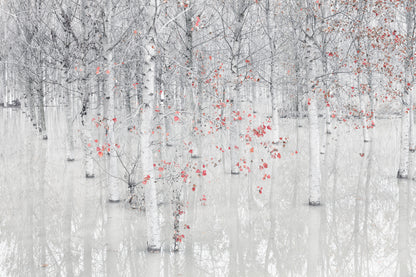 Red & white fototapet