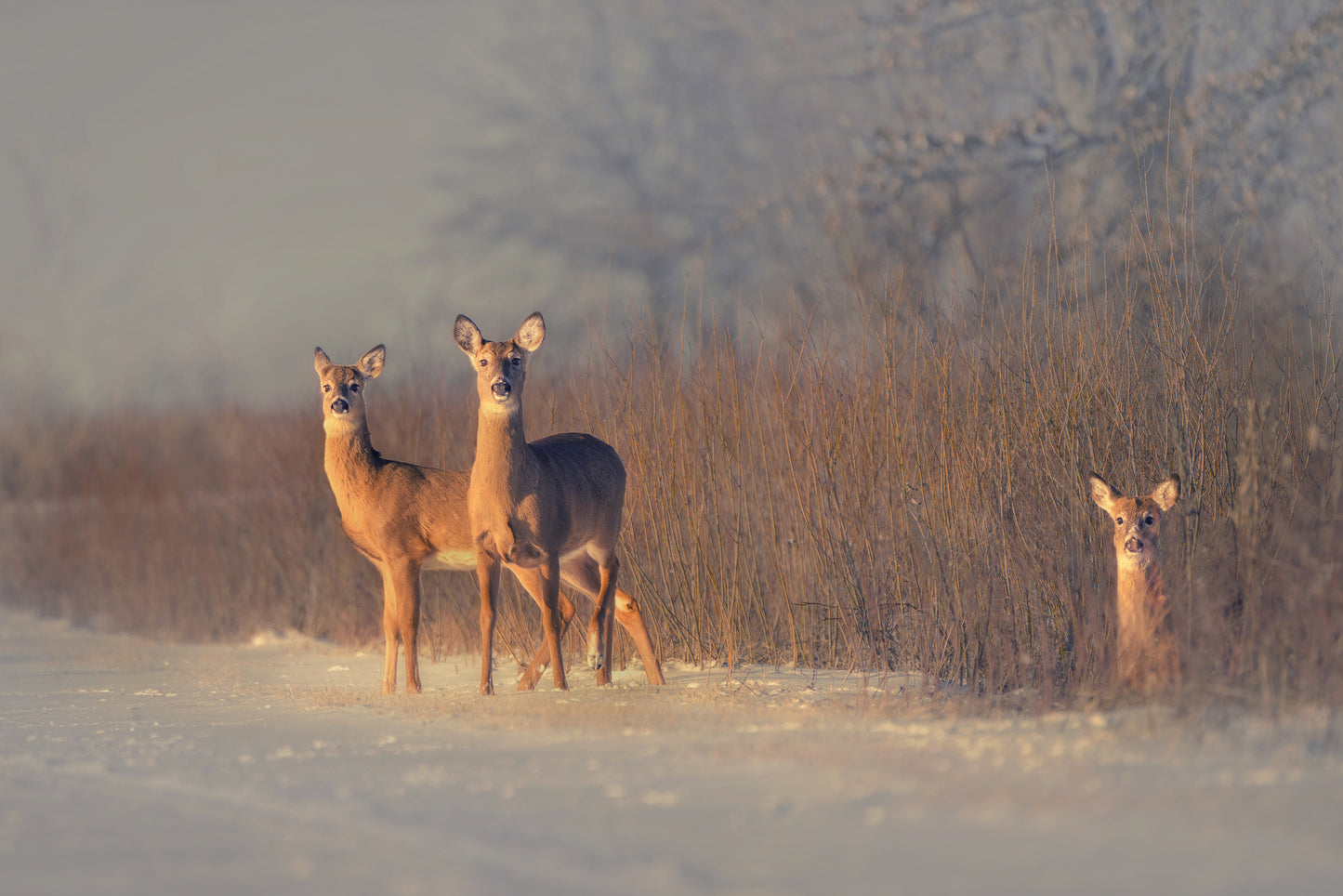 Three Deer fototapet