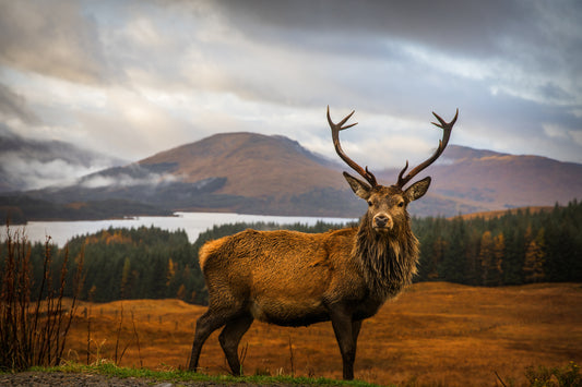 Scottish Stag fototapet