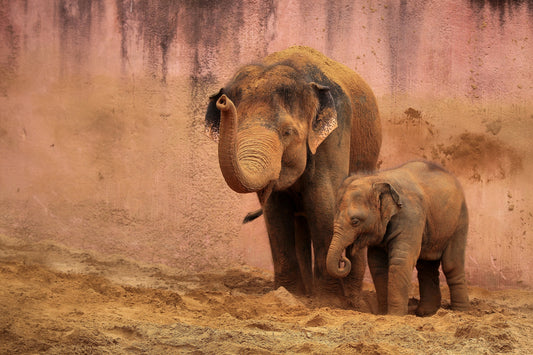 A HEAVENLY DELIGHT fototapet