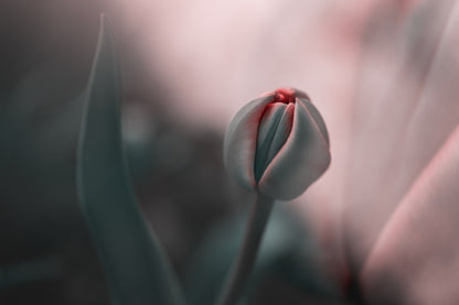 ...sweet daydream fototapet