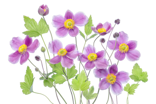 Anemone 'Hadspen Abundance' fototapet