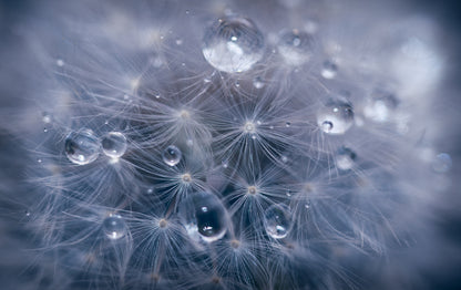 Water droplets in dandelion fototapet