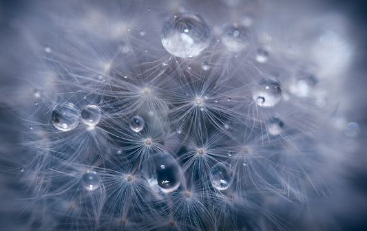 Water droplets in dandelion fototapet