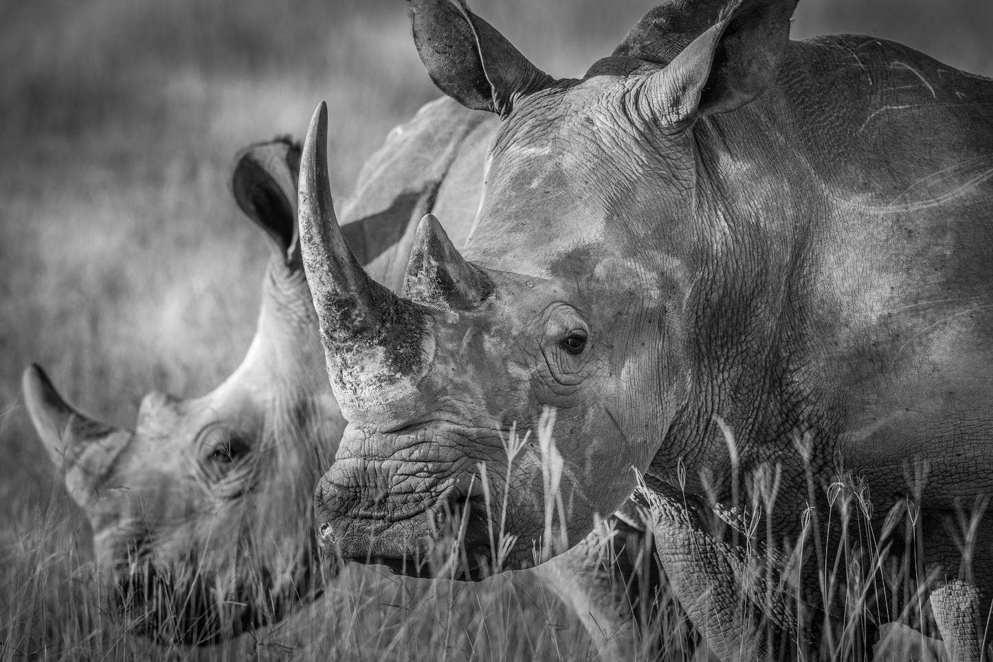 &quot;The Man&quot; fototapet