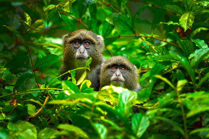 Blue Monkey fototapet