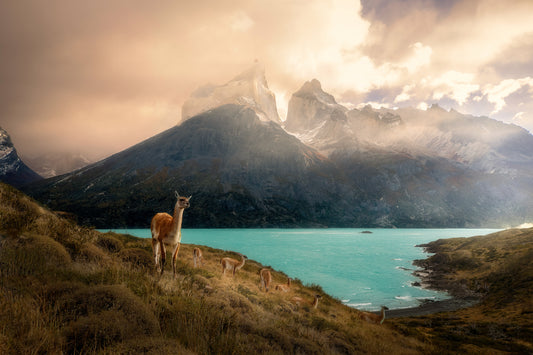 Alpaca at Torres del Paine II fototapet