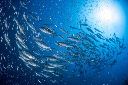 A school of trevaly fototapet