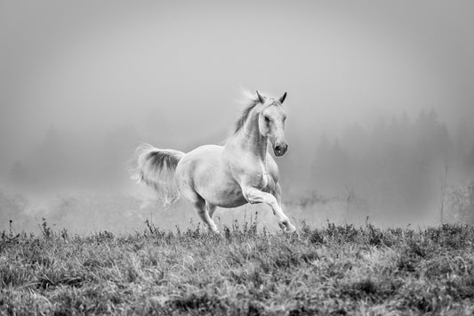 a short story about gallop fototapet